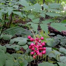 Attēlu rezultāti vaicājumam “Comarum palustre fruit”