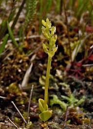 Attēlu rezultāti vaicājumam “Hammarbya paludosa leaf”