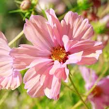 Image result for Schmuckkörbchen