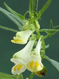 Attēlu rezultāti vaicājumam “Melampyrum pratense leaf”