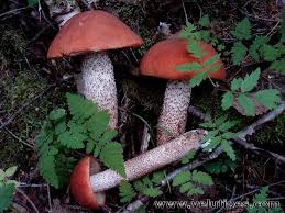 Attēlu rezultāti vaicājumam “Leccinum vulpinum”