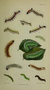 Attēlu rezultāti vaicājumam “Acronicta megacephala larva”