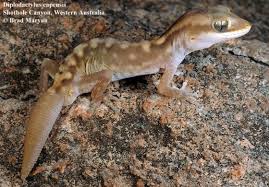 Image result for Diplodus capensis