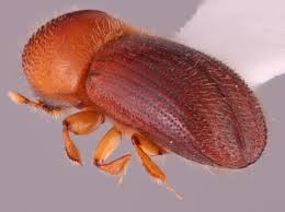 Attēlu rezultāti vaicājumam “Enteridium variabile macro”