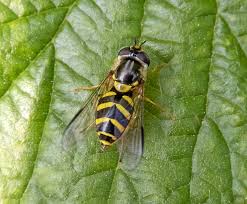 Attēlu rezultāti vaicājumam “Dasysyrphus tricinctus”