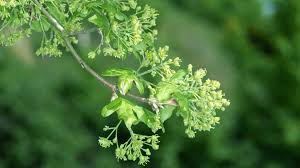 Attēlu rezultāti vaicājumam “Acer campestre flower”
