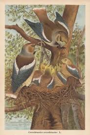 Attēlu rezultāti vaicājumam “Coccothraustes coccothraustes”