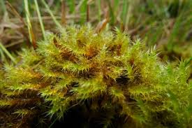 Attēlu rezultāti vaicājumam “Campylium stellatum sporophyte”