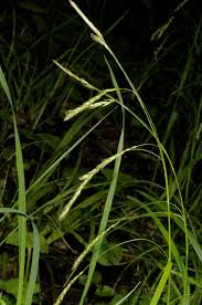 Attēlu rezultāti vaicājumam “Carex sylvatica”