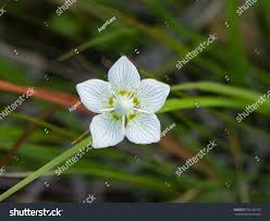 Attēlu rezultāti vaicājumam “Parnassia palustris flower”
