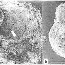 Attēlu rezultāti vaicājumam “Ophiostoma polyporicola”