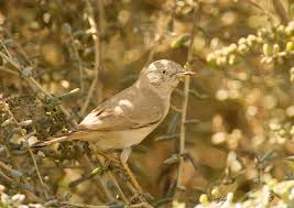 Image result for Sylvia nana