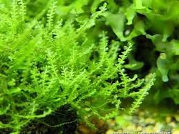 Attēlu rezultāti vaicājumam “Plagiomnium elatum”