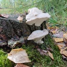 Attēlu rezultāti vaicājumam “Postia leucomallella”