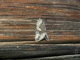 Attēlu rezultāti vaicājumam “Syngrapha interrogationis”