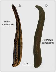 Attēlu rezultāti vaicājumam “Haemopis sanguisuga”