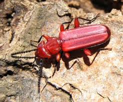 Attēlu rezultāti vaicājumam “Cucujidae”