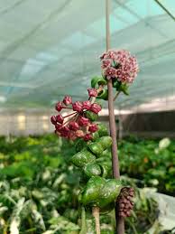 Attēlu rezultāti vaicājumam “Conardia compacta”