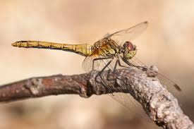 Attēlu rezultāti vaicājumam “Sympetrum sanguineum”