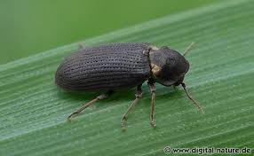 Attēlu rezultāti vaicājumam “Anobium pertinax”