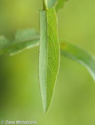Attēlu rezultāti vaicājumam “Inula salicina leaf”