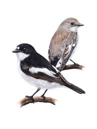 Attēlu rezultāti vaicājumam “Ficedula hypoleuca juvenile”