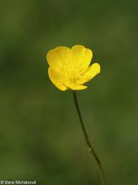 Attēlu rezultāti vaicājumam “Ranunculus polyanthemos”