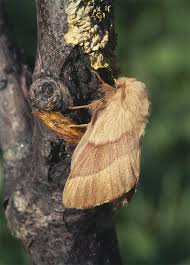 Attēlu rezultāti vaicājumam “Malacosoma neustria”