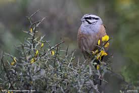 Image result for Emberiza cia