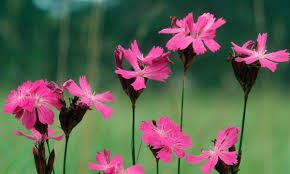 Image result for Dianthus carthusianorum