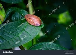 Attēlu rezultāti vaicājumam “Ectobius sylvestris male”