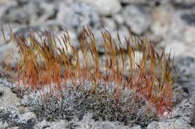 Attēlu rezultāti vaicājumam “Tortula muralis sporophyte”