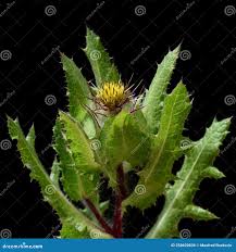 Image result for Cnicus benedictus