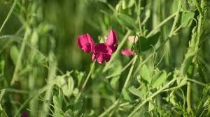 Attēlu rezultāti vaicājumam “Lathyrus tuberosus flower”