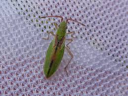 Attēlu rezultāti vaicājumam “Myrmus miriformis”