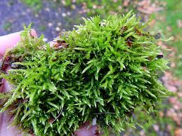 Attēlu rezultāti vaicājumam “Brachythecium rivulare sporophyte”