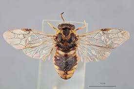 Attēlu rezultāti vaicājumam “Diprionidae”