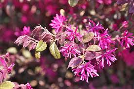 Attēlu rezultāti vaicājumam “Hamamelis japonica”