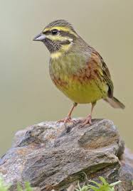 Image result for Emberiza cirlus
