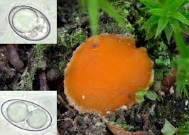 Attēlu rezultāti vaicājumam “Octospora humosa”