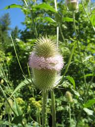 Attēlu rezultāti vaicājumam “Dipsacus fullonum flower”