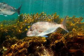 Image result for Pagrus auratus