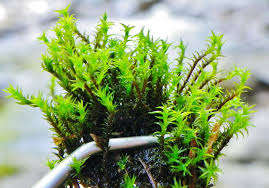 Attēlu rezultāti vaicājumam “Didymodon tophaceus”