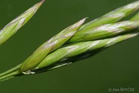 Attēlu rezultāti vaicājumam “Festuca pratensis”