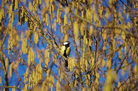 Attēlu rezultāti vaicājumam “Parus major”