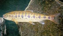 Image result for Oncorhynchus