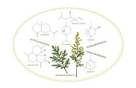 Image result for Artemisia annua