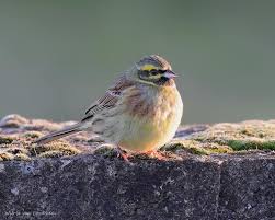 Image result for Emberiza cirlus