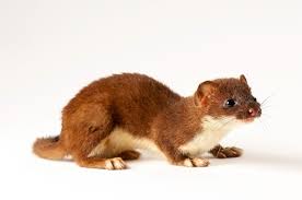 Attēlu rezultāti vaicājumam “Mustela erminea”