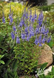 Attēlu rezultāti vaicājumam “Veronica austriaca subsp. teucrium bud”